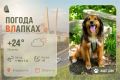 #ПогодаВЛапках. Переменная облачность