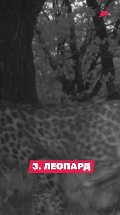 Звонок на урок! Пора проверить, что мы знаем о дикой природе России