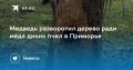 Медведь искал мед в Приморье