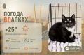 #ПогодаВЛапках. Облачно. В прогнозе котенок Гарри Возраст: 2,5 месяца