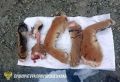 Житель Приморья предстанет перед судом за незаконную добычу амурского тигра