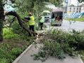 Во Владивостоке продолжаются работы по ликвидации последствий сильного ветра, обрушившегося на город 8 сентября