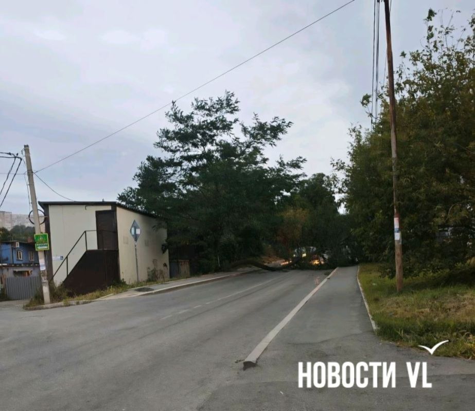 Наш читатель сообщает, что на Стрелковой возле Самбери упало дерево
