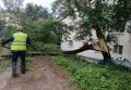 Во Владивостоке после сильного ветра продолжают убирать упавшие деревья и ветки
