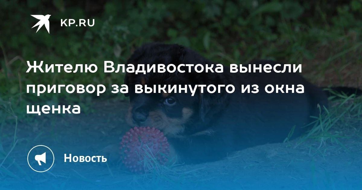 Приговор за жестокость: во Владивостоке мужчина выбросил щенка из окна