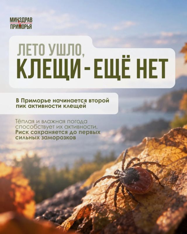 Осторожно, клещи!... ..Пока только на карточках, но вполне реально встретить это мелкое и опасное создание в лесу, в парке или даже в сквере у дома. Сезон их активности продлится до первых устойчивых заморозков