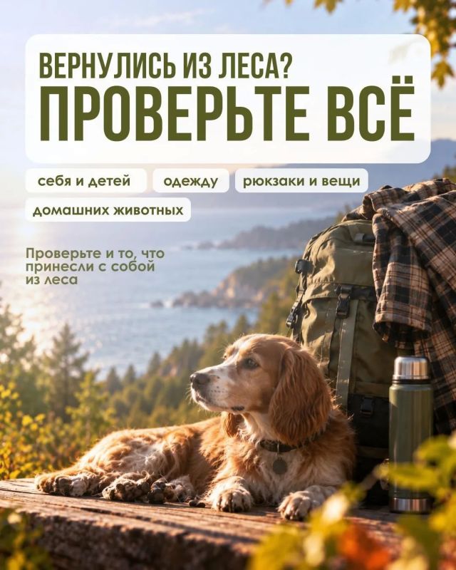 Осторожно, клещи!. Минздрав Приморья рассказывает, как защитить себя и близких Осторожно, клещи!. Минздрав Приморья рассказывает, как защитить себя и близких