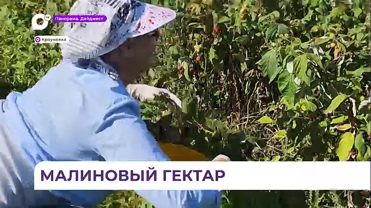 Малина с фермы в Кроуновке будет доступна приморцам ещё полтора месяца