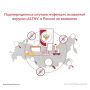 Роспотребнадзор: подтвержденных случаев инфекции, вызванной вирусом ALTNV, в России не выявлено
