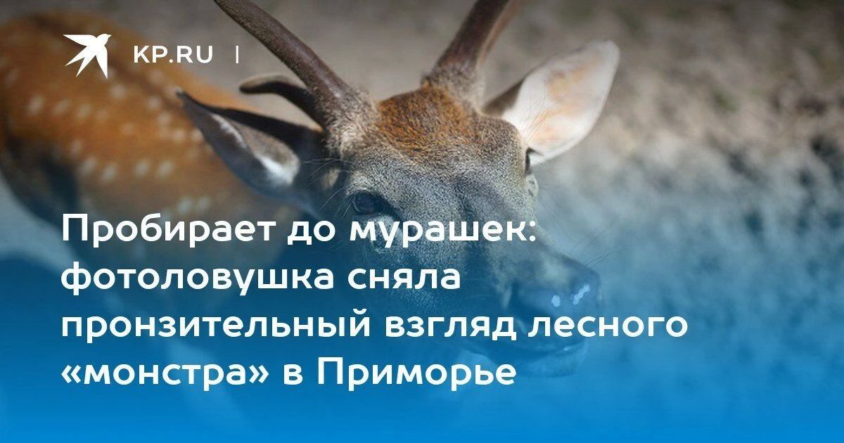 Пронзительный взгляд лесного «монстра» в Приморье