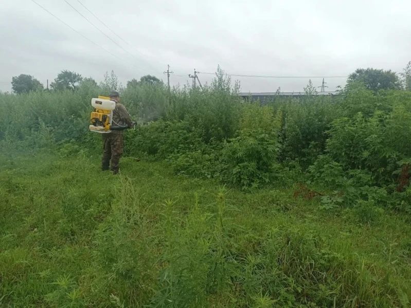 Полицейские Уссурийска продолжают мероприятия по ликвидации очагов произрастания наркосодержащих растений Полицейские Уссурийска продолжают мероприятия по ликвидации очагов произрастания наркосодержащих растений