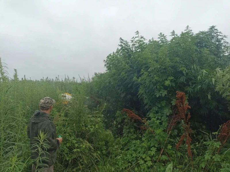 Полицейские Уссурийска продолжают мероприятия по ликвидации очагов произрастания наркосодержащих растений Полицейские Уссурийска продолжают мероприятия по ликвидации очагов произрастания наркосодержащих растений