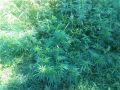 В Приморском крае на территории ЗАТО Фокино полиция изъяла крупную партию наркосодержащих растений