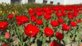 Владивосток украсят 46 тысяч тюльпанов