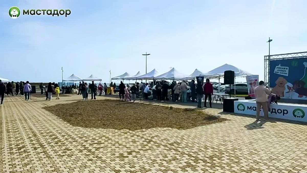 Фестиваль "Собаки города В" состоится во Владивостоке