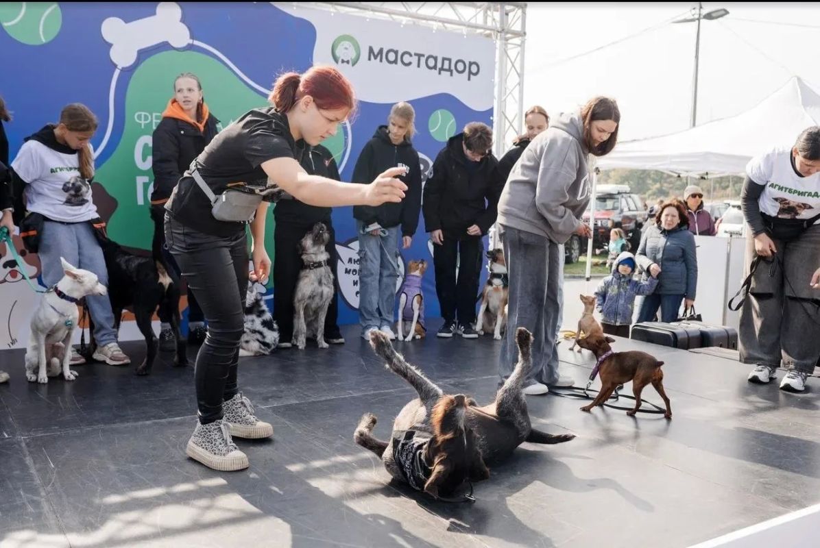 Фестиваль «Собаки города_В» пройдёт во Владивостоке 19 сентября