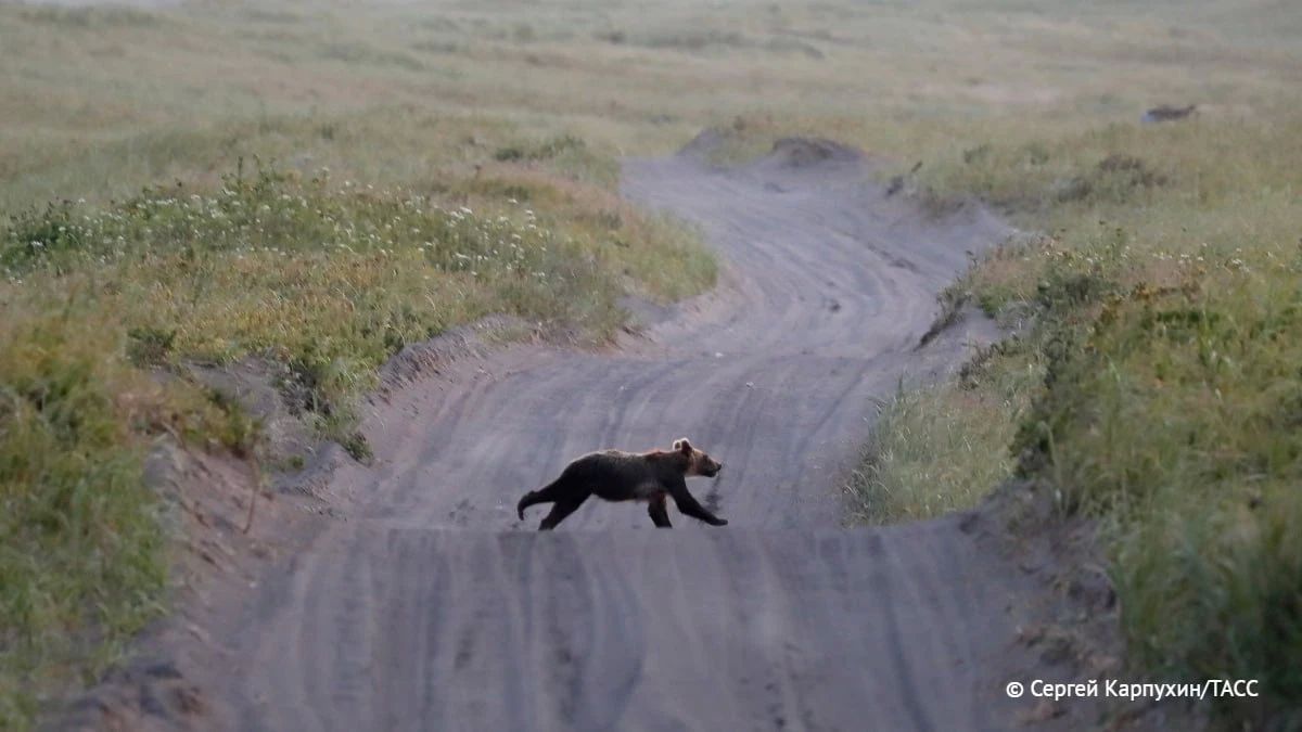 В Приморье около 40% сообщений о выходе медведя к населенному пункту оказываются ложными, сообщил ТАСС первый заместитель министра лесного хозяйства и охраны объектов животного мира края Алексей Суровый