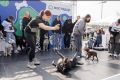 Фестиваль «Собаки города_В» пройдёт во Владивостоке 19 сентября