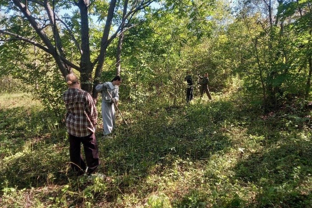 У молодых кедров в Партизанске – большая забота У молодых кедров в Партизанске – большая забота