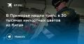 Трипс в цветах из Китая. В Приморье выявили заражение 30 тысяч срезов