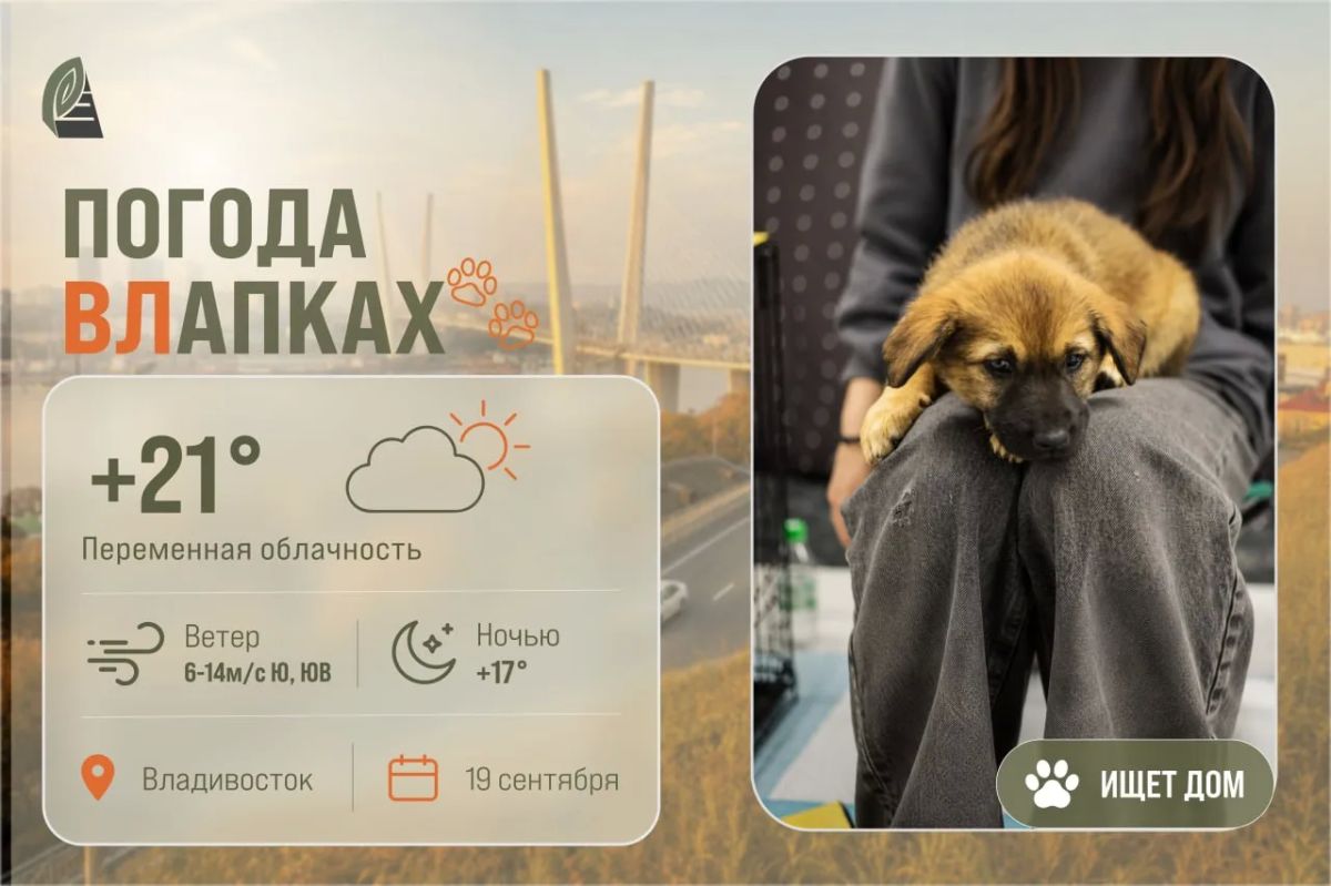 #ПогодаВЛапках. Переменная облачность