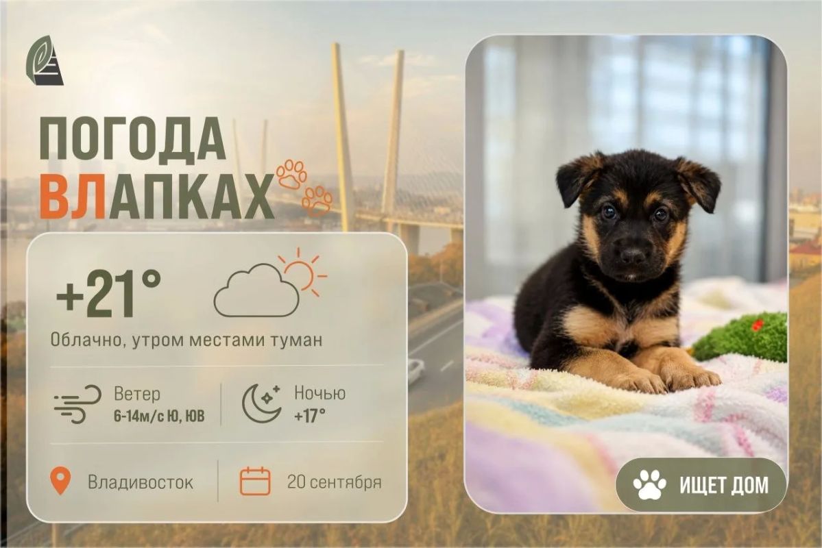 #ПогодаВЛапках . Облачно. В прогнозе – лесная принцесса с нежным сердцем