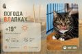 #ПогодаВЛапках. Облачно. В прогнозе кот Француз!