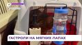 ������������� �������� ���������� �������� �� ������������ �� ���������� ��������