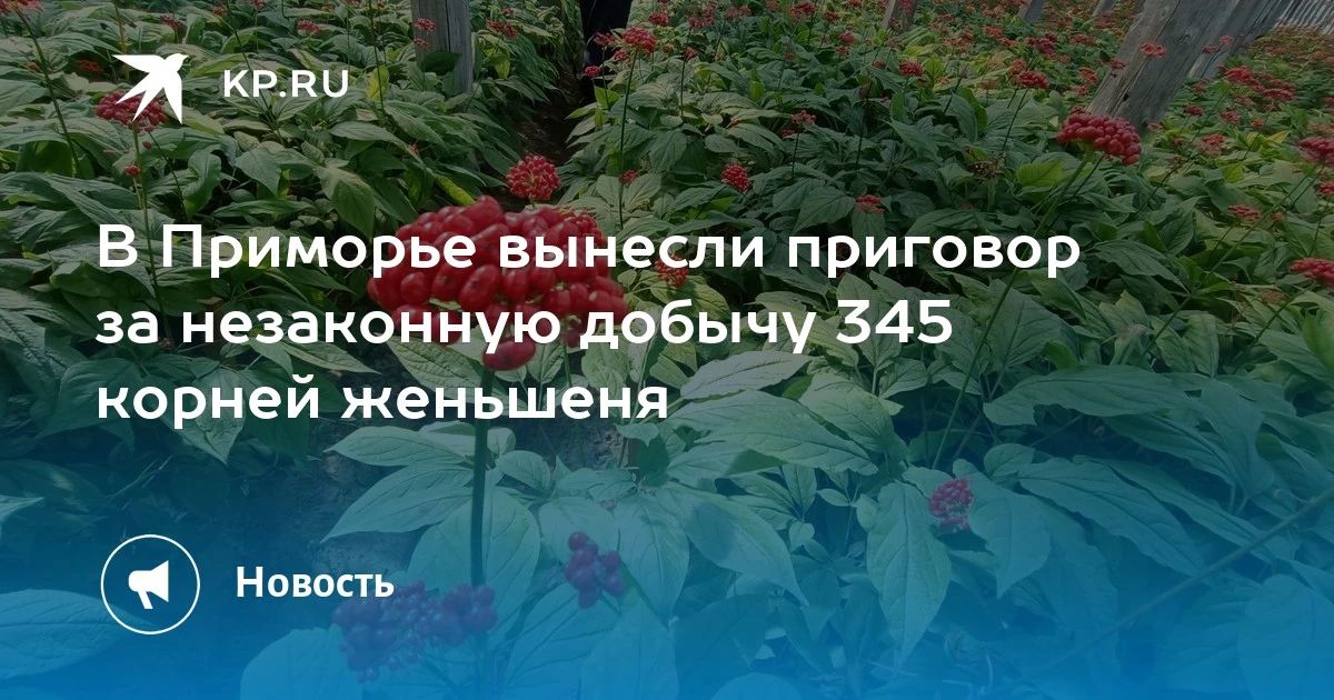 В Приморье суд вынес приговор за незаконную добычу 345 корней женьшеня