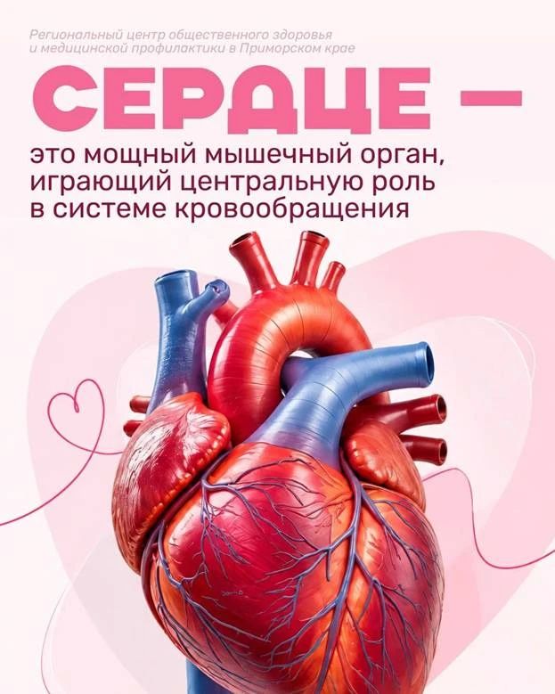 Сегодня Всемирный день сердца, и в Приморье проходит Неделя ответственного отношения к сердечно-сосудистой системе Сегодня Всемирный день сердца, и в Приморье проходит Неделя ответственного отношения к сердечно-сосудистой системе