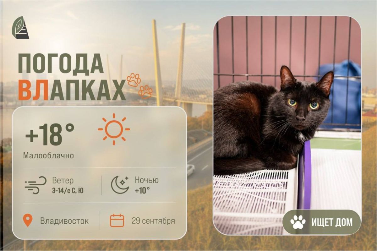 #ПогодаВЛапках. Малооблачно