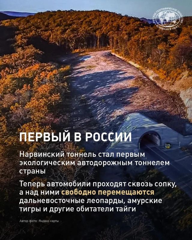 Несколько десятилетий назад дальневосточный леопард был на грани исчезновения Несколько десятилетий назад дальневосточный леопард был на грани исчезновения