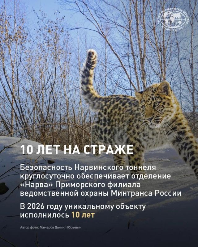 Несколько десятилетий назад дальневосточный леопард был на грани исчезновения Несколько десятилетий назад дальневосточный леопард был на грани исчезновения