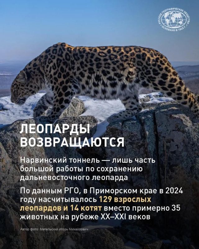 Несколько десятилетий назад дальневосточный леопард был на грани исчезновения Несколько десятилетий назад дальневосточный леопард был на грани исчезновения