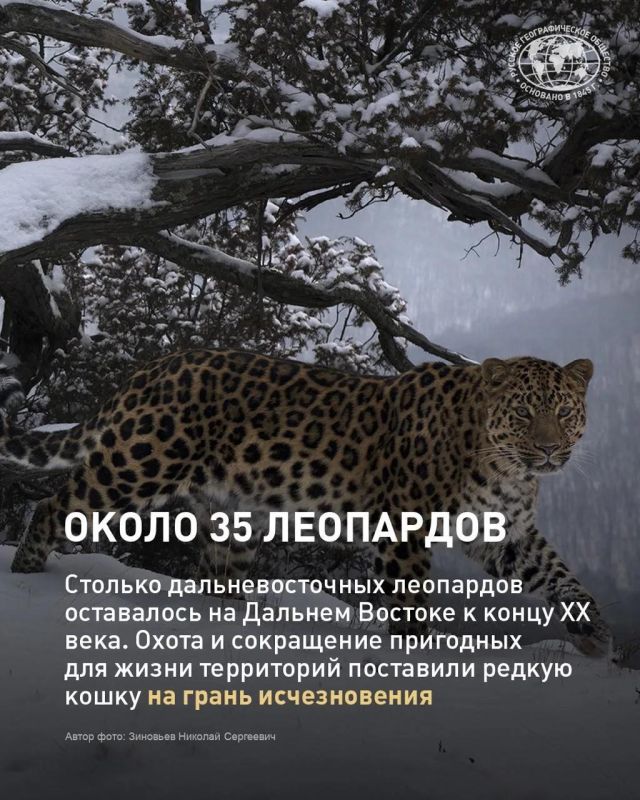 Несколько десятилетий назад дальневосточный леопард был на грани исчезновения Несколько десятилетий назад дальневосточный леопард был на грани исчезновения