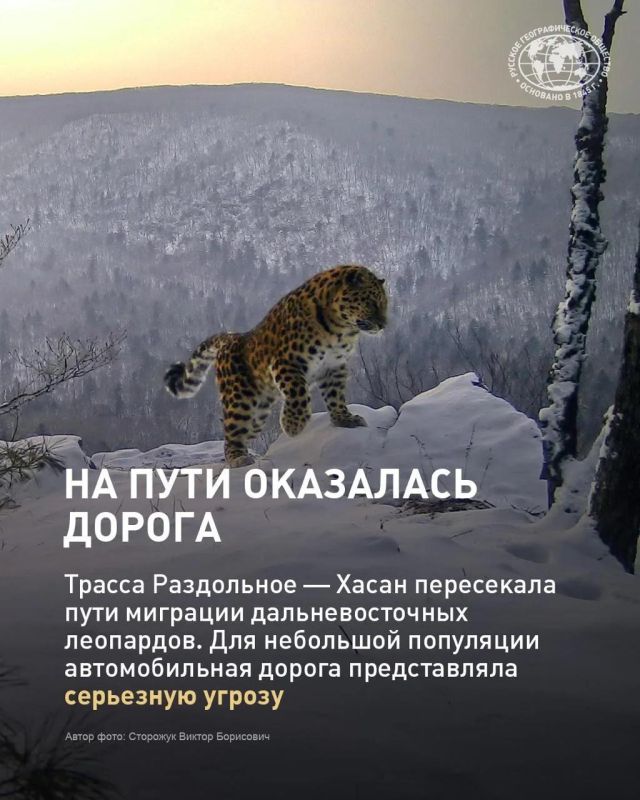Несколько десятилетий назад дальневосточный леопард был на грани исчезновения Несколько десятилетий назад дальневосточный леопард был на грани исчезновения
