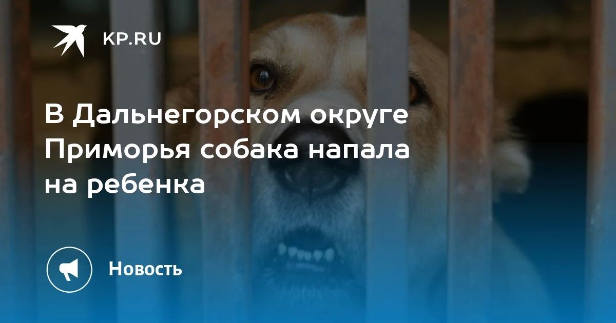 Собака напала на ребенка в Приморье