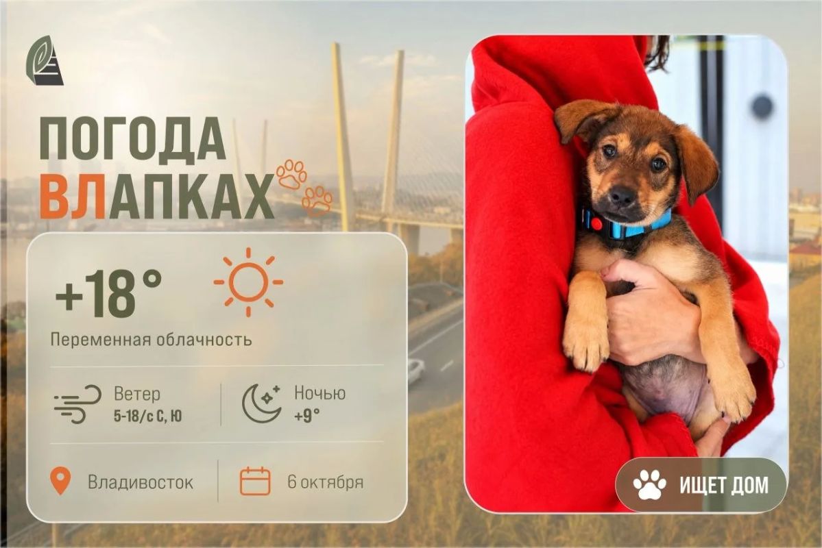 #ПогодаВЛапках. Переменная облачность. В прогнозе – щенок Рубик, которому всего 2,5 месяца, но он уже узнал, что такое человеческая жестокость