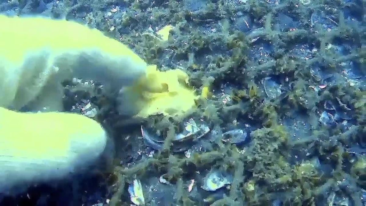 Редкого морского червя встретил аквалангист в водах у острова Русский во Владивостоке