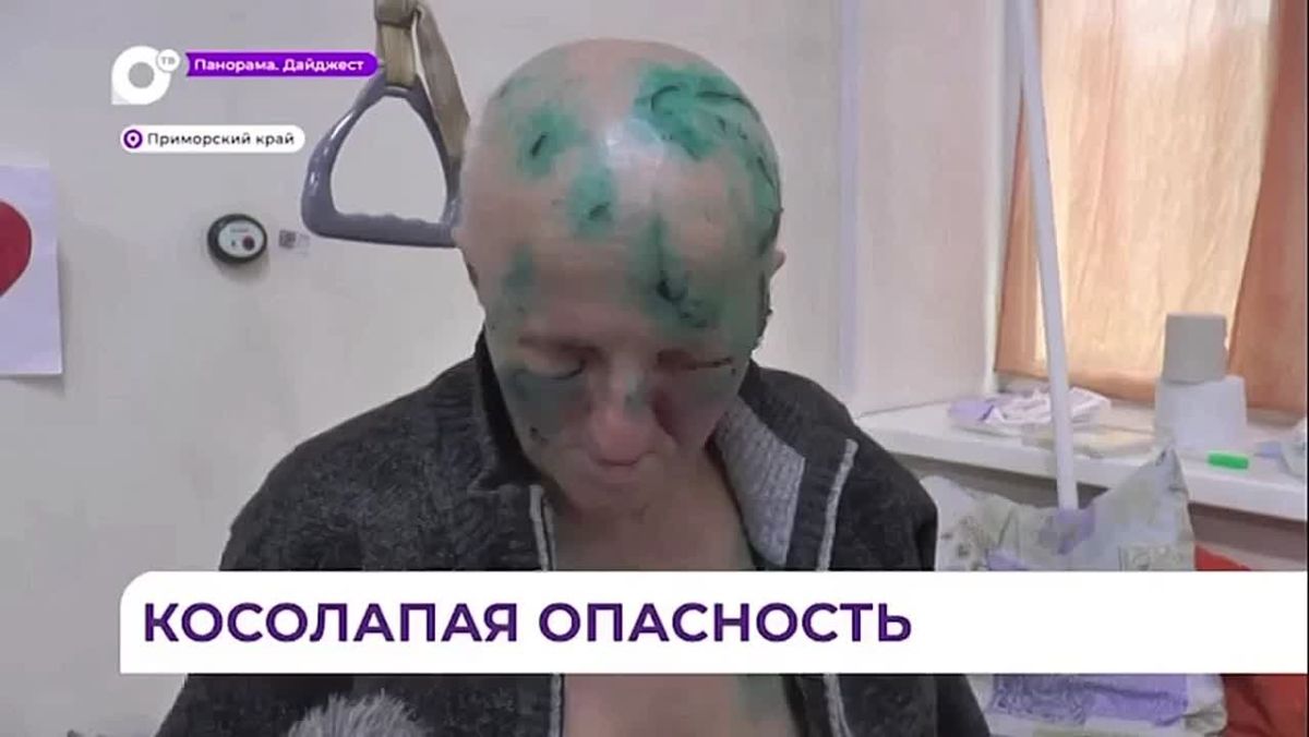 Медведица напала на рыбака в Приморье