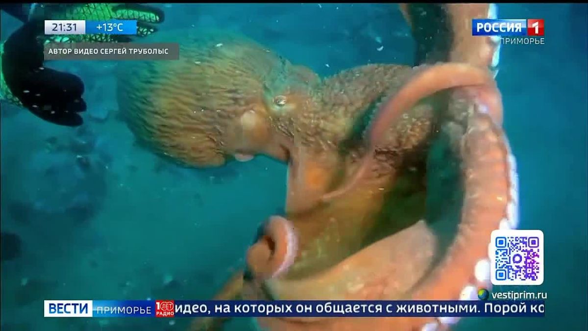8 октября отмечается Всемирный день осьминога