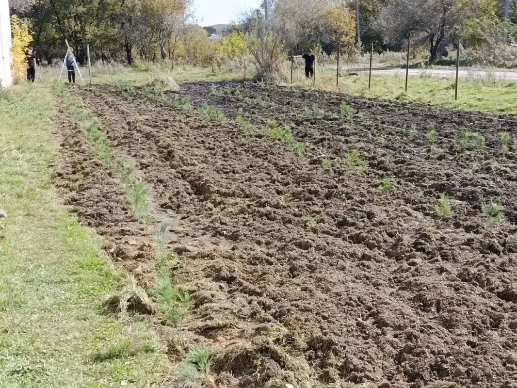 Юные лесничие высадили кедры на 10 «сотках» Юные лесничие высадили кедры на 10 «сотках»