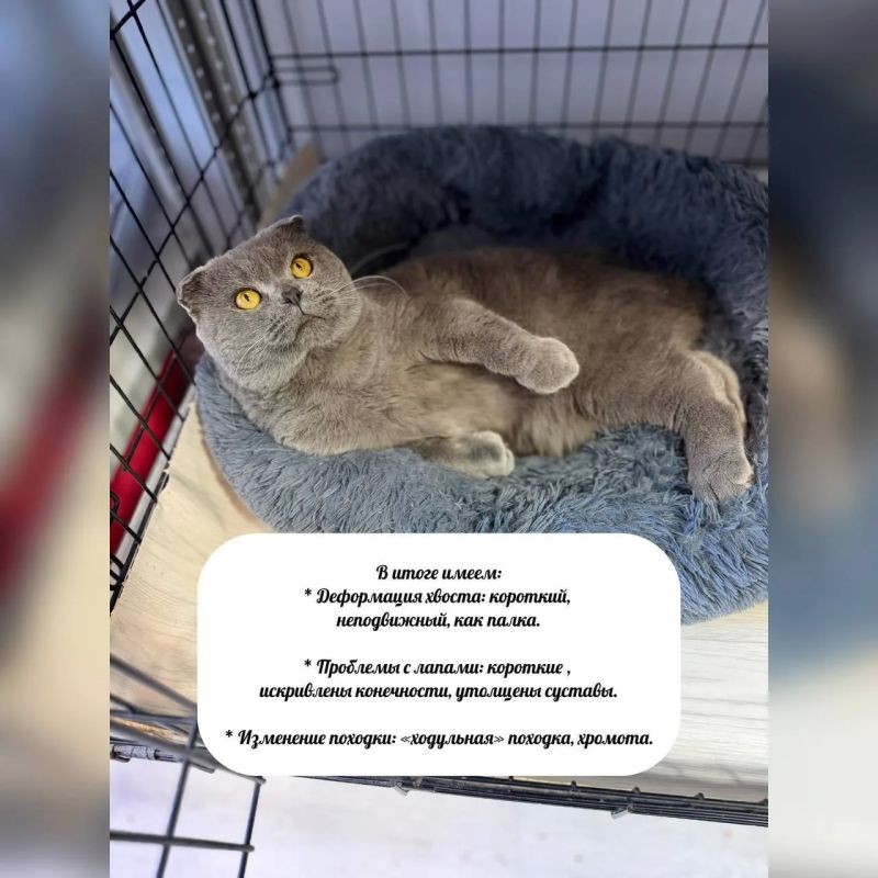 Продолжаем рубрику #Особенные_животные Продолжаем рубрику #Особенные_животные