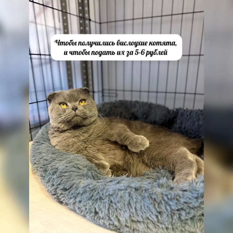 Продолжаем рубрику #Особенные_животные Продолжаем рубрику #Особенные_животные