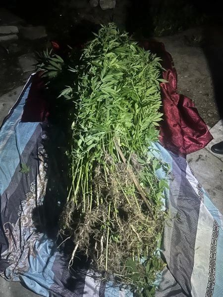 В Приморье перед судом предстанет наркоплантатор из Спасска В Приморье перед судом предстанет наркоплантатор из Спасска