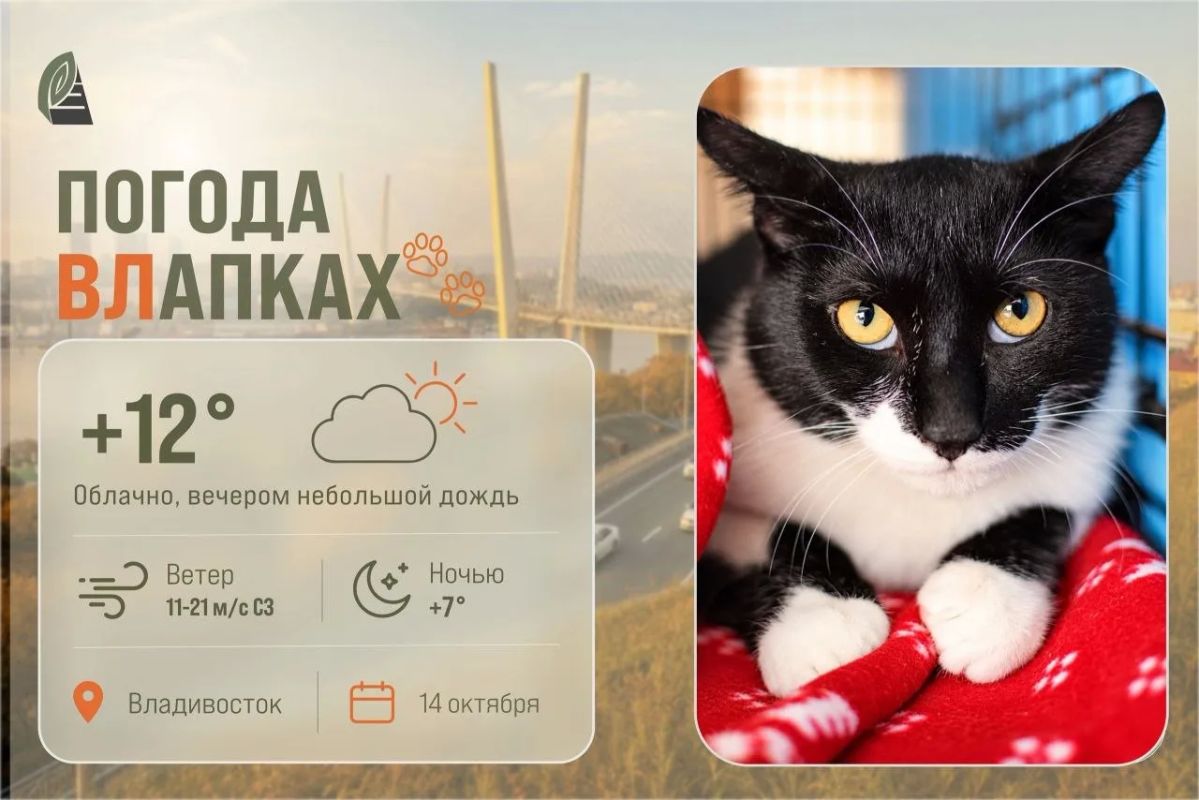 #ПогодаВЛапках. Облачно. Воспитанный 6 месячный котик Филя ищет постоянный дом и любящую семью