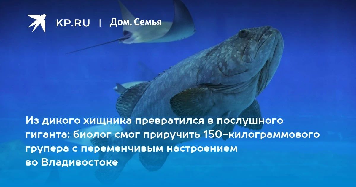 Гигантские груперы: от дикого хищника до дружелюбного гиганта