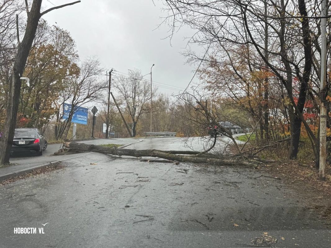 На Седанке рухнуло дерево и перекрыло выезд с улицы Черноморской на пригородную трассу На Седанке рухнуло дерево и перекрыло выезд с улицы Черноморской на пригородную трассу