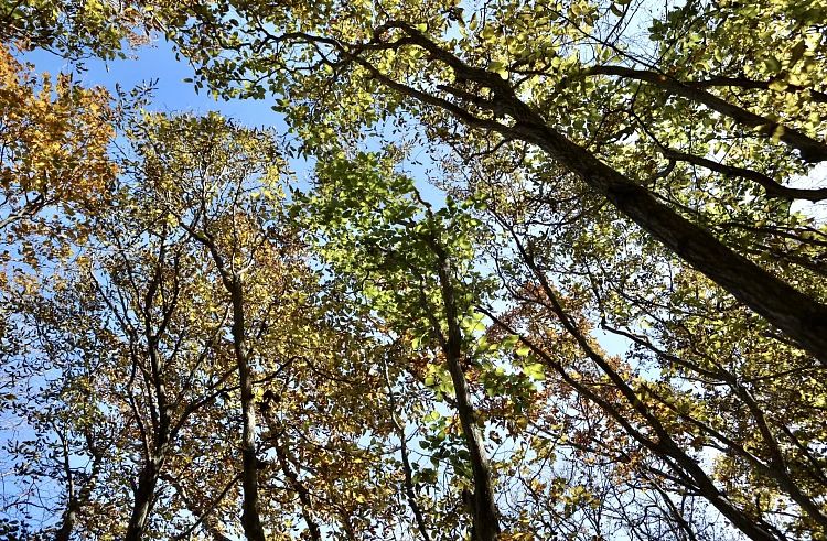 В 2027 году край продолжит профилактику лесных пожаров, восстановление лесов, борьбу с незаконными рубками и защиту редких животных