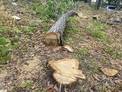 В районе дома № 68в на улице Кирова во Владивостоке незаконно вырубили три дерева